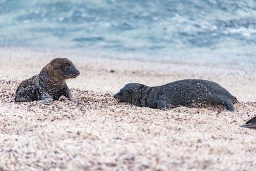 California Sea Lions on the Beach 