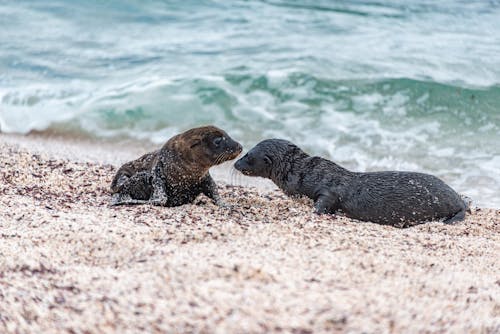 Sea Lions Lying on a Sandy Beach