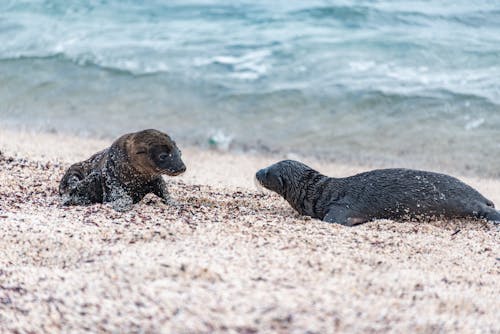 Two Young Sea Lions Lying at the Edge of a Sandy Beach