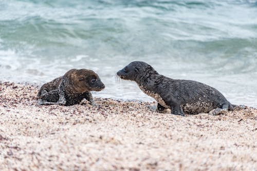 Fotos de stock gratuitas de animales bebés, arena, de cerca