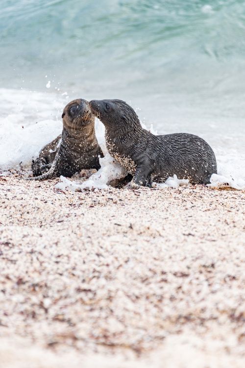 Free Close-up of two young sea lions frolicking on a sandy beach. Stock Photo
