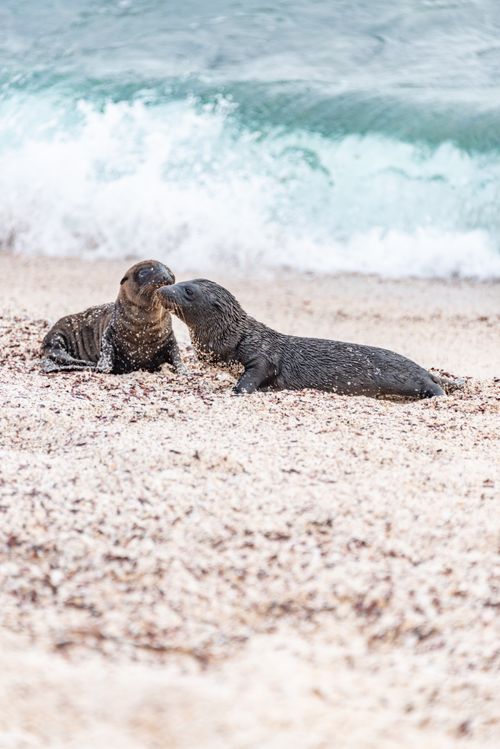 Free Two young sea lions playing on a sandy beach near ocean waves. Stock Photo