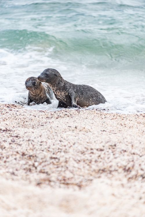 Free Two young seals rise from ocean waves on a sandy beach, embodying playful wildlife. Stock Photo