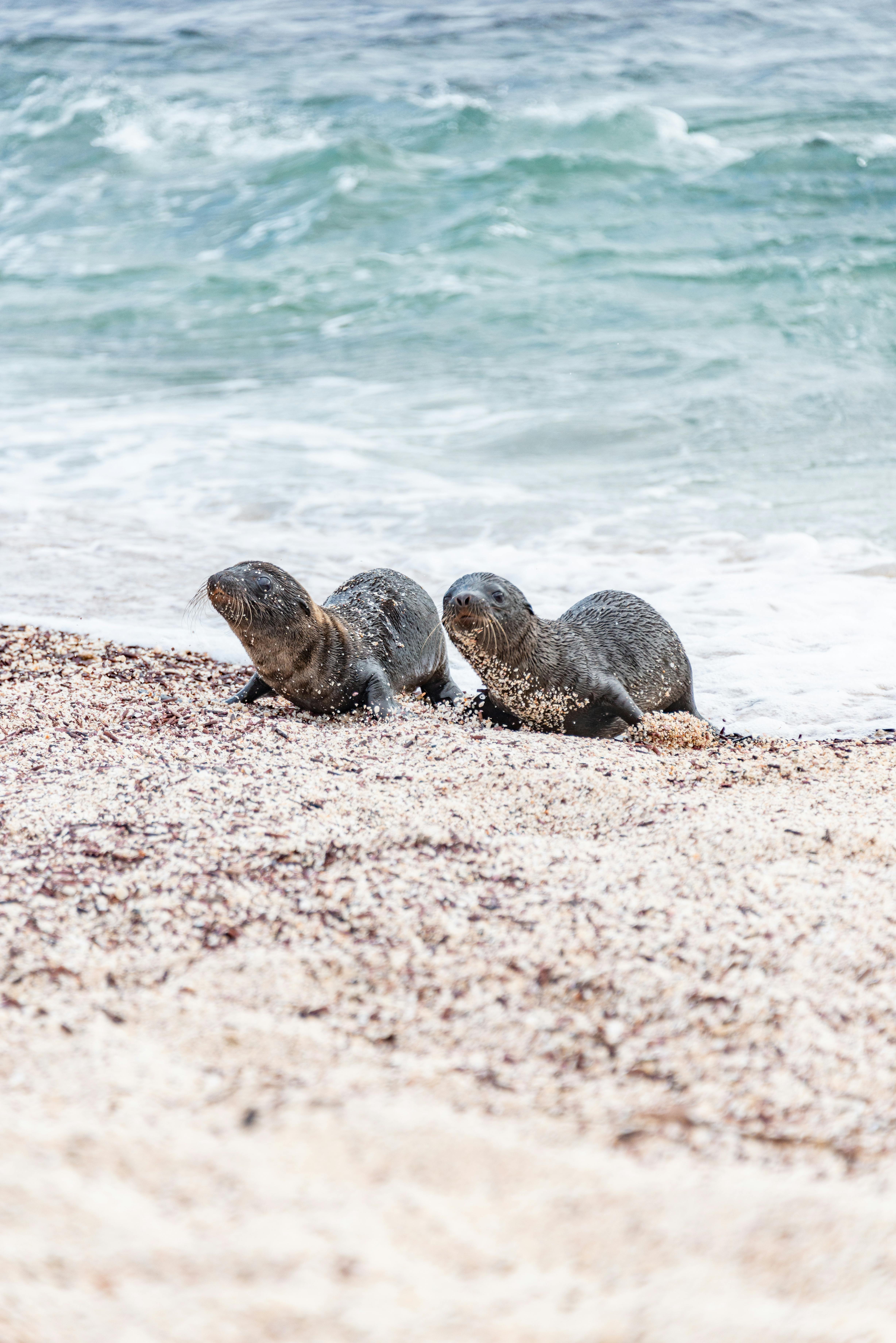 Two seals make their way across a sandy beach towards the ocean, embodying wildlife adventure.