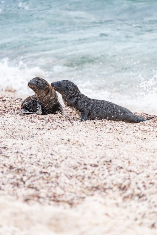 Free Two California sea lions resting on a sandy shore by the ocean waves. Stock Photo