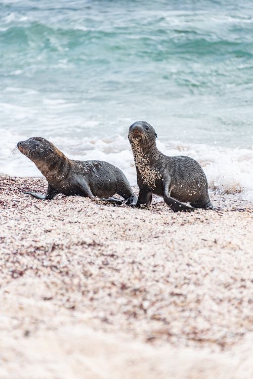 Free Two young sea lions on a sandy beach by the ocean shore, enjoying nature. Stock Photo