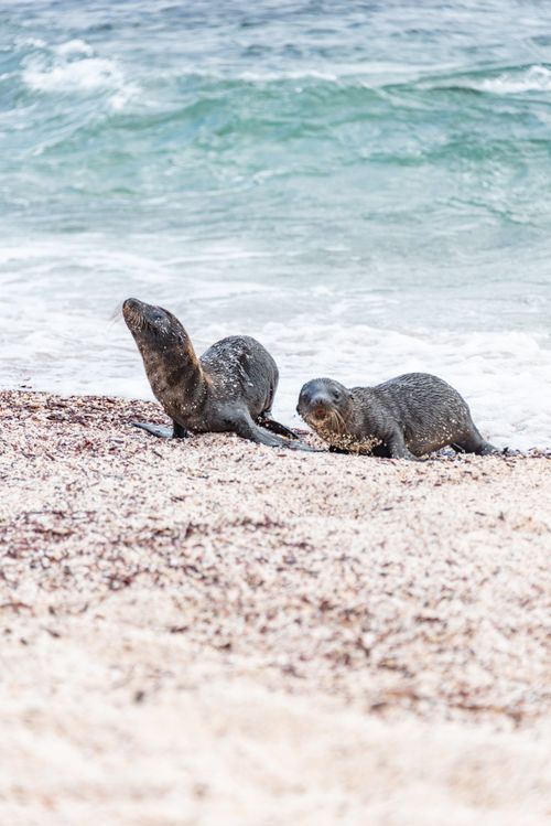 Free Two young sea lions crawling on a sandy beach by the ocean waves. Stock Photo