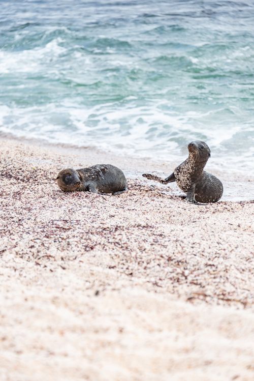 Free Two California sea lions lounging on a sandy beach with waves in the background. Stock Photo