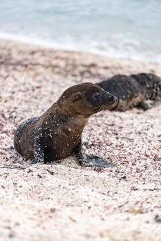 Cute seal pup on sandy beach, showcasing marine wildlife in a natural habitat.