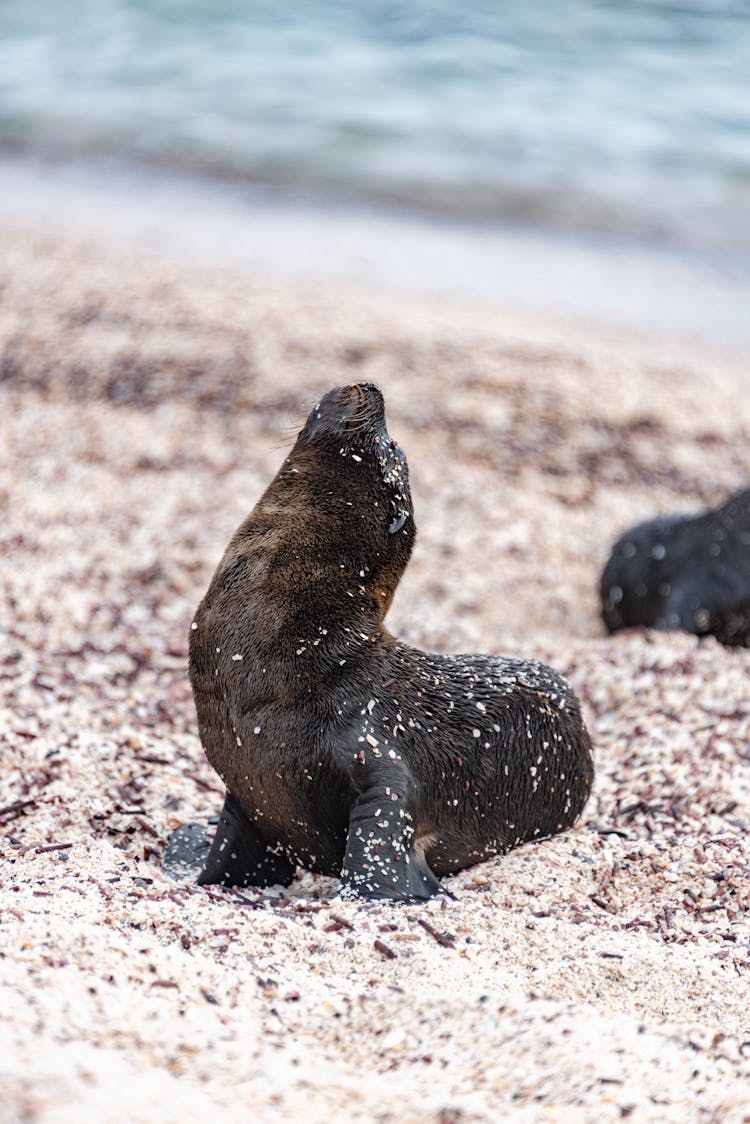 Sea Lion Looking Up