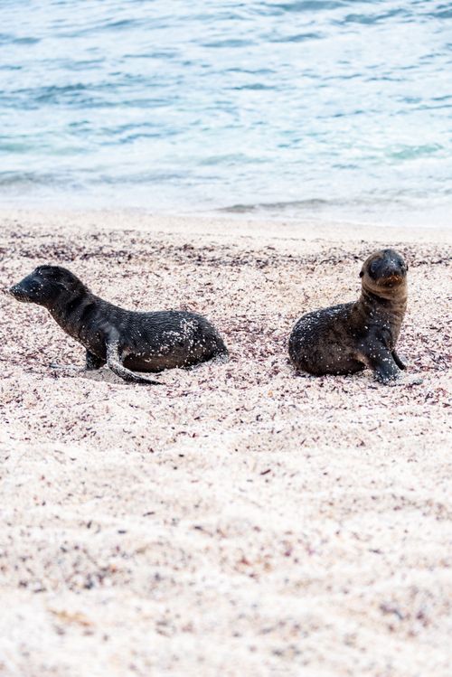 Free Two young sea lions resting on a scenic sandy beach by the sea. Stock Photo