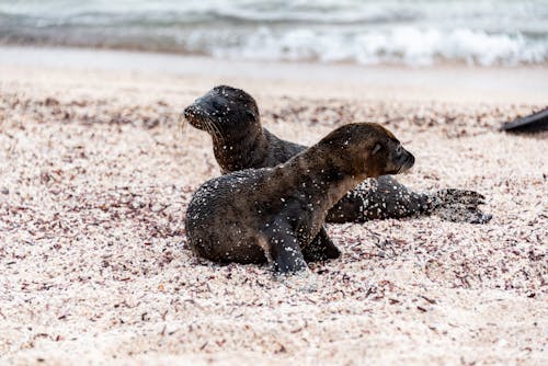 Two Young Sea Lions Lying on a Sandy Beach