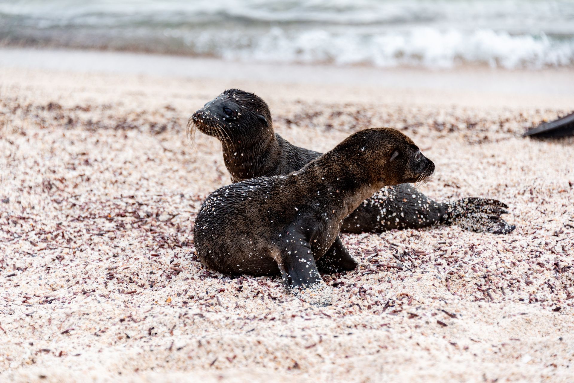 Two Young Sea Lions Lying on a Sandy Beach