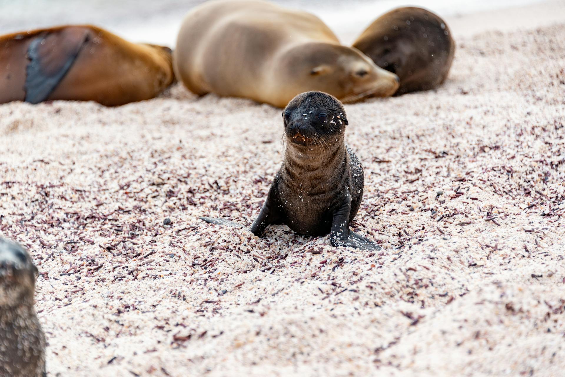 Little Sea Lion Pup Among the Herd on the Beach