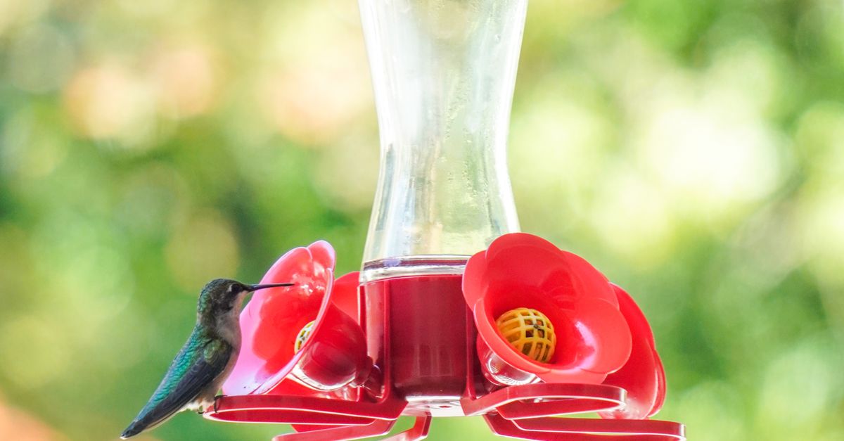 Hummingbird Perching on a Bird Feeder · Free Stock Photo