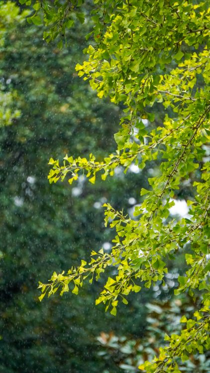 Spring Tree Rain Tree Branches in Spring Rain · Free Stock Photo