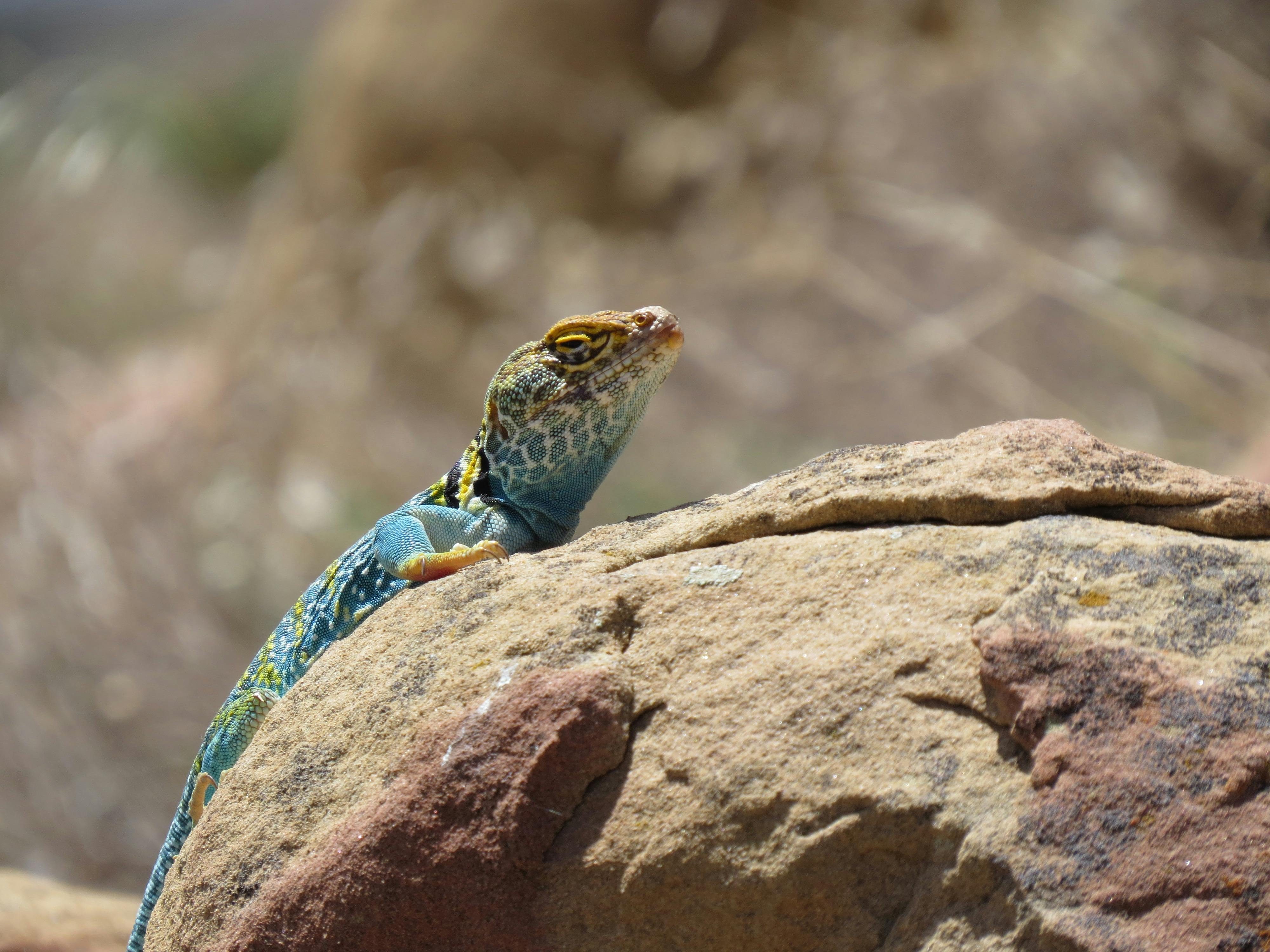 eastern collared lizard lying on driftwood