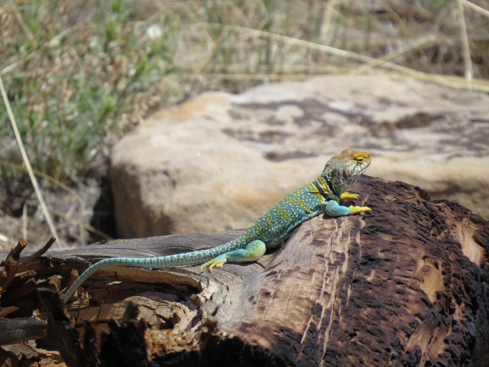 Eastern Collared Lizard Crawling on Driftwood