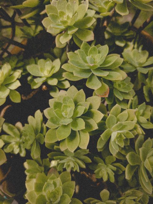 Free A detailed view of green succulents showcasing growth and lush foliage. Stock Photo