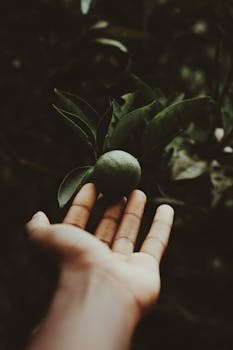 绿叶背景下，一只手拿着绿酸橙的特写镜头