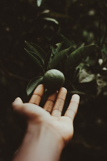 A close-up of a hand holding a green lime against a leafy background outdoors.