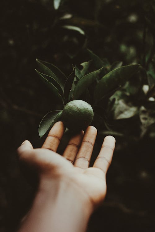 Person Holding Citrus Fruit