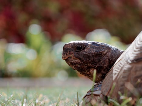 Detailed close-up of a tortoise head with vibrant bokeh background, showing its rugged textures.