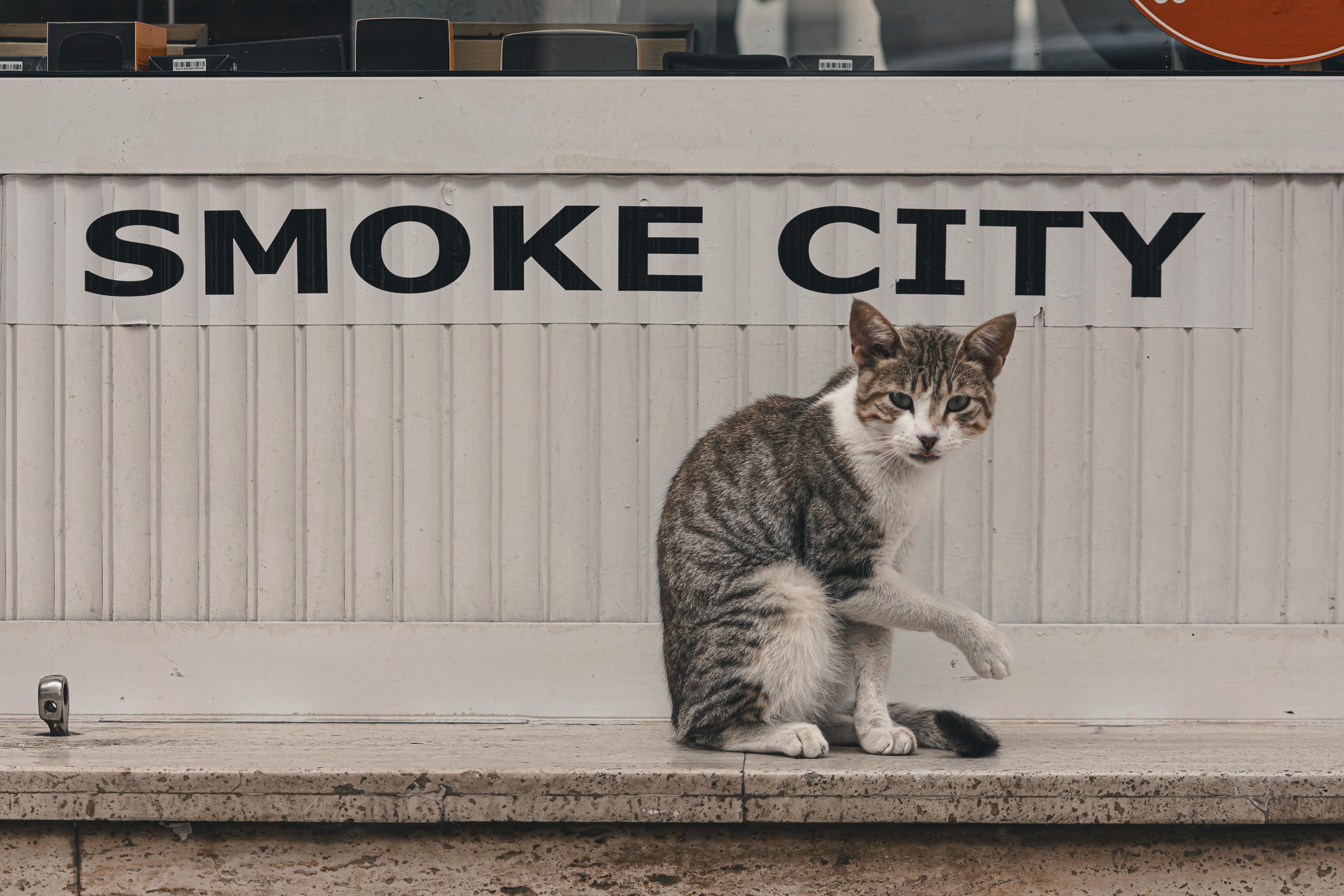A cute tabby cat sits in front of a Smoke City store. Captures urban feline charm.