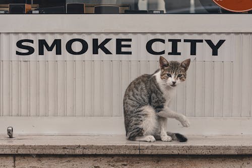 Kostenloses Stock Foto zu haustier, katze, niedlich