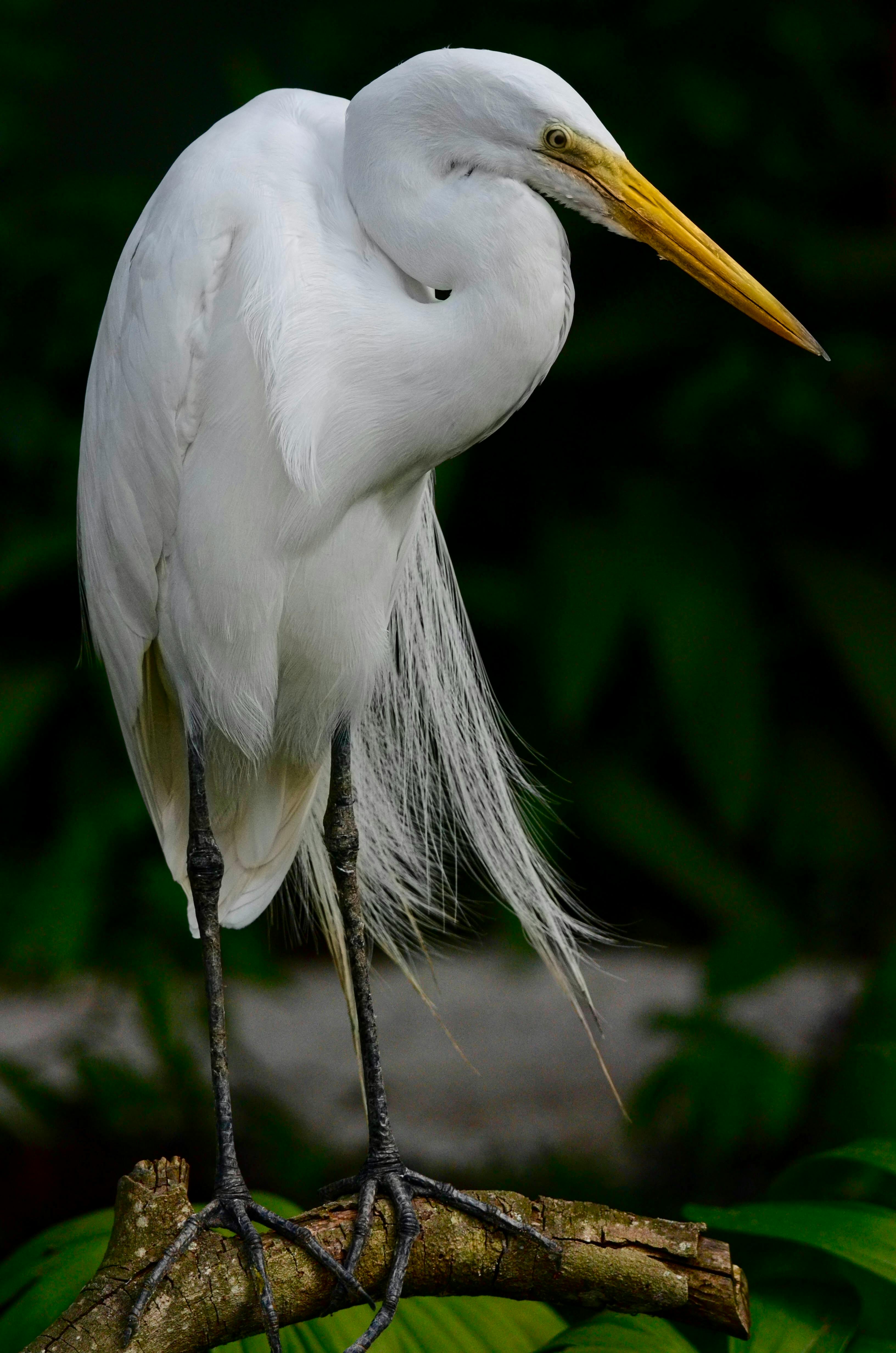 ฟรี คลังภาพถ่ายฟรี ของ ardea alba modesta, กล้องส่องทางไกล, ก้าน คลังภาพถ่าย