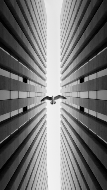 A seagull soars between modern skyscrapers in İstanbul, captured in black and white.