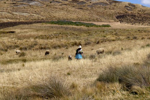 Fotos de stock gratuitas de animales, caminando, gorro