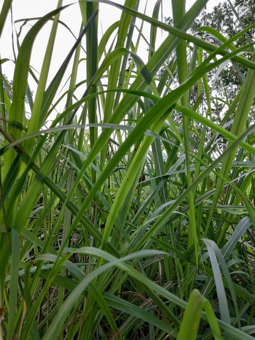 Free stock photo of bright green, dark green, dark green leaves Stock Photo