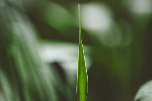 Free A vibrant close-up image of a fresh green leaf with ample copy space and blurred background. Stock Photo