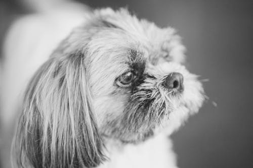 Black and White Photo of a Funny Dog