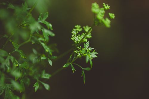 Free A close-up shot of vibrant green plant foliage showcasing intricate leaf patterns. Stock Photo