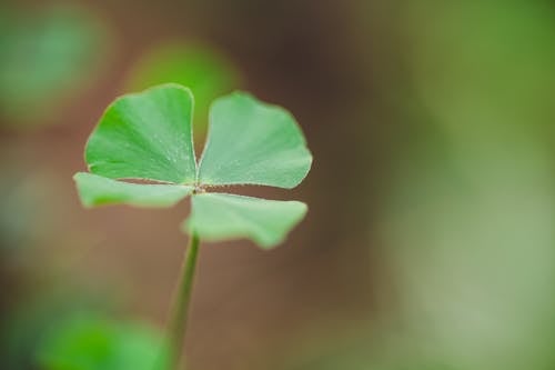 Four Leaved Marsilea Quadrifolia Plant