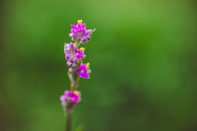 Small Purple Flowers Blooming On A Twig