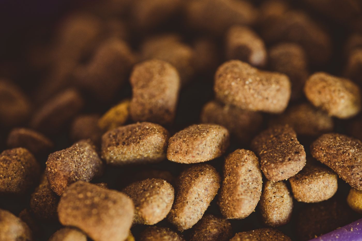 Close-up of dry dog food in a bowl