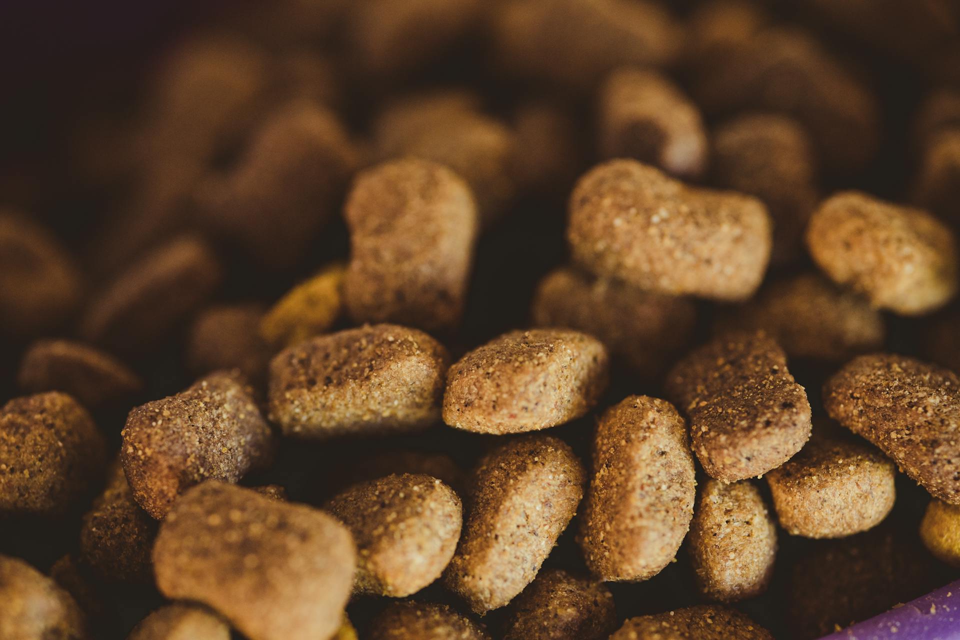 Close-up of Dog Food