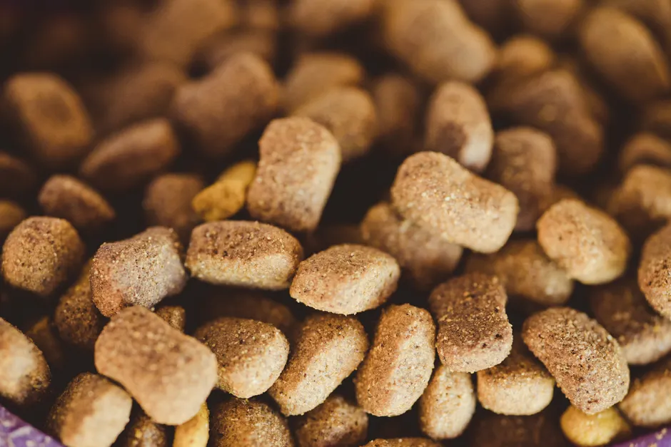 senior dog food for weight loss