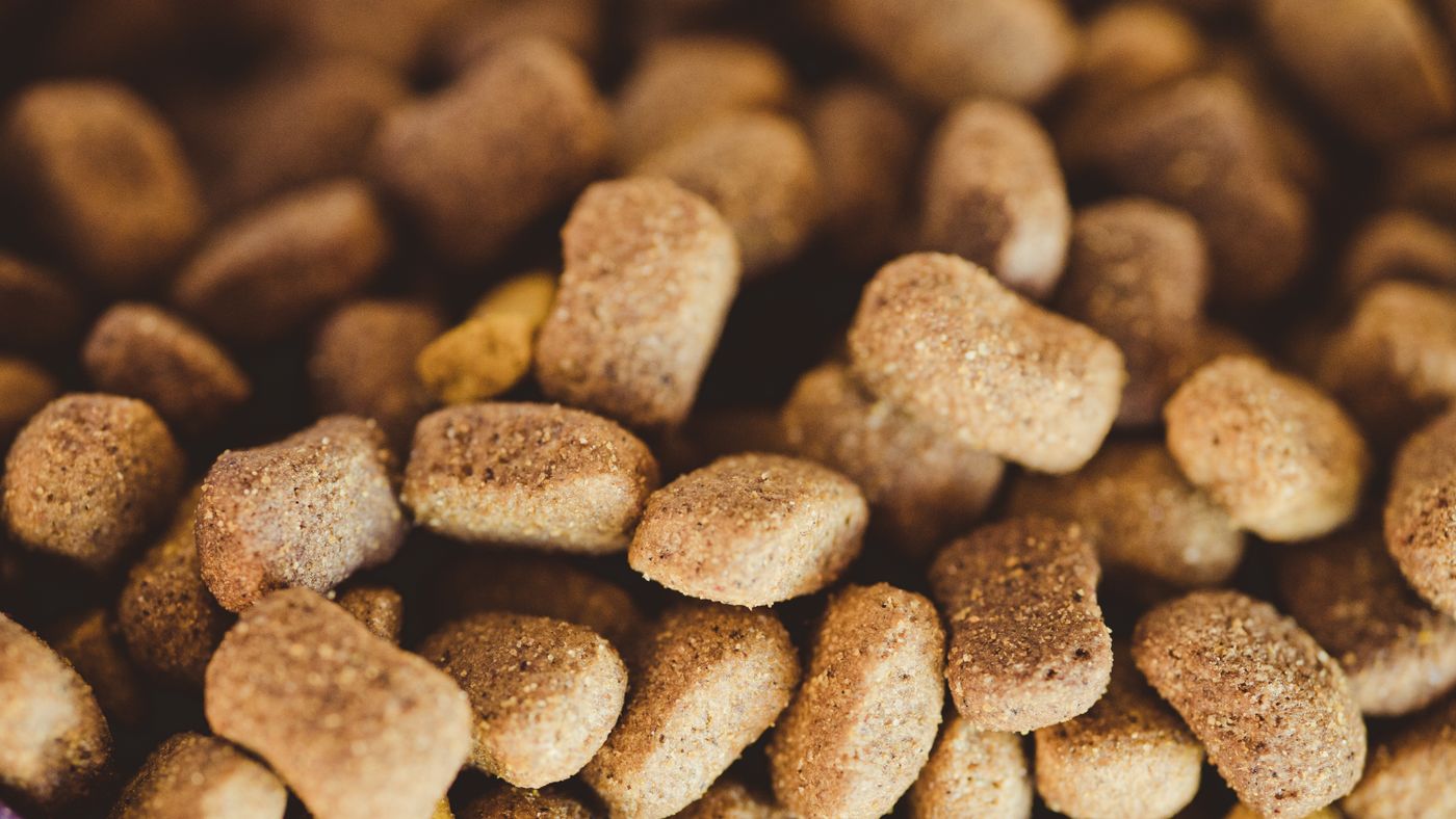 What Dog Food Actually Costs and How to Think About the Trade-offs