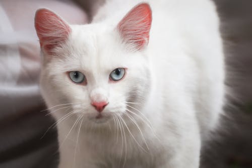 Close up of White Cat