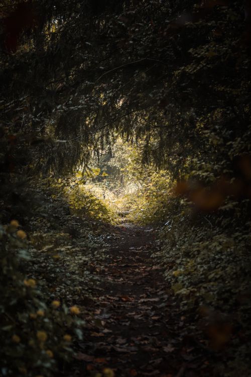 Free Enchanting forest path with sunlight filtering through the trees, creating a natural tunnel. Stock Photo