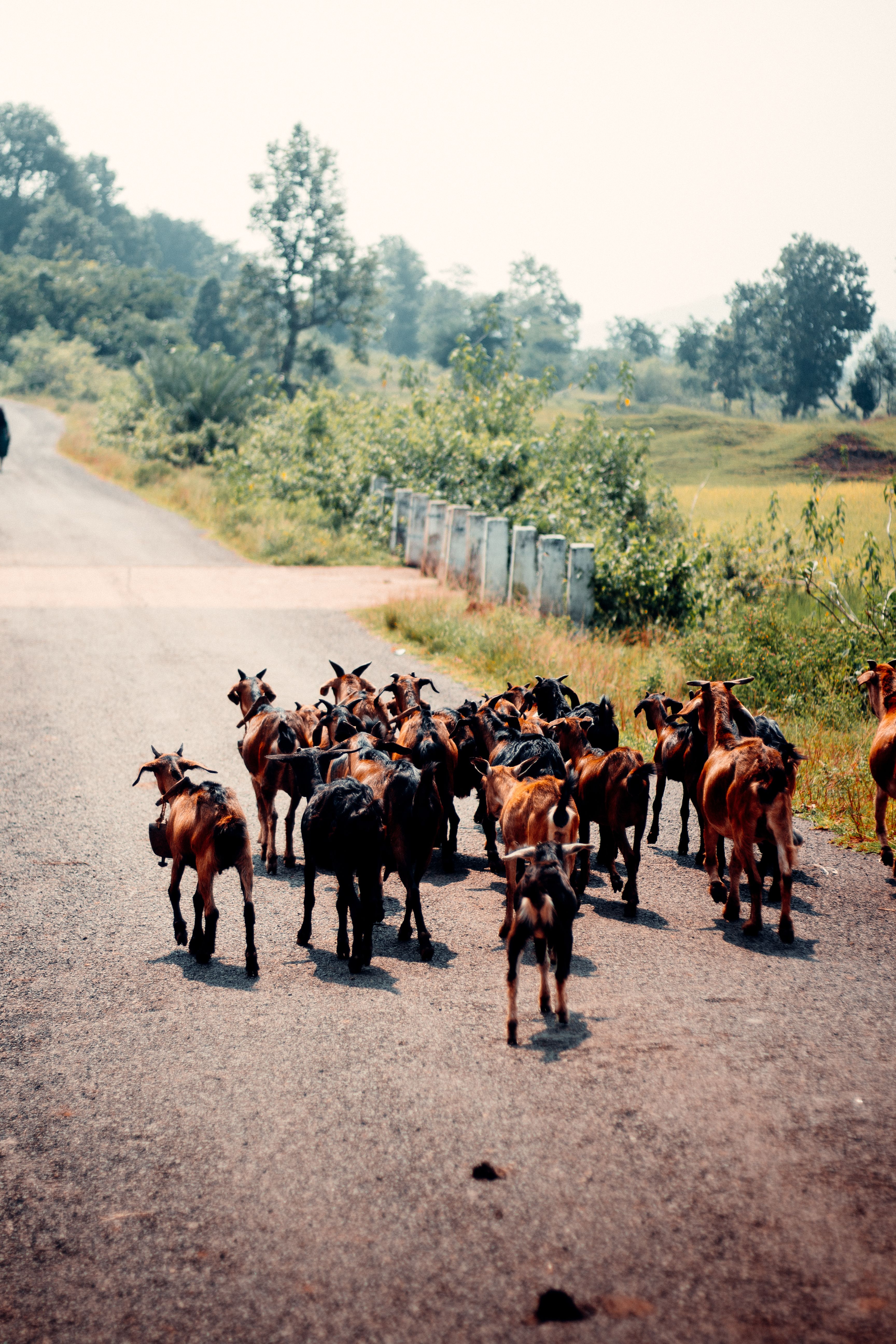 Goats Walking on the Road in the Countryside · Free Stock Photo