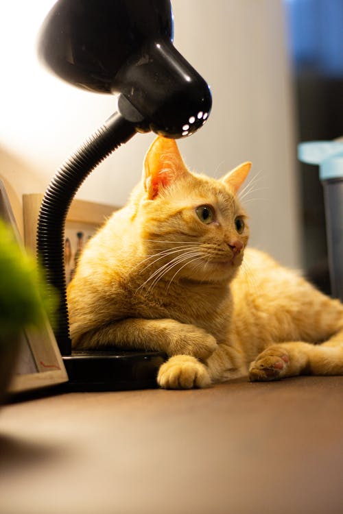 Ginger Cat under Lamp