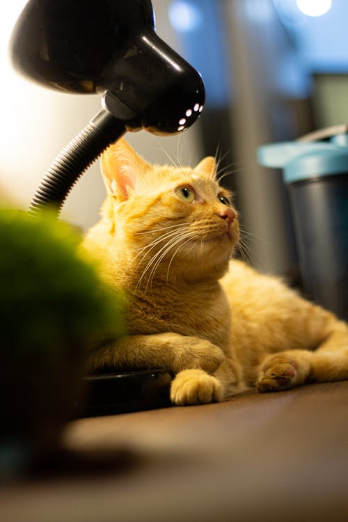 Cat Lying Down near Lamp