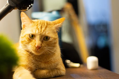 Ginger Cat Lying Down