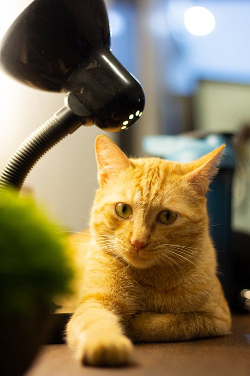 Ginger Cat Lying Down