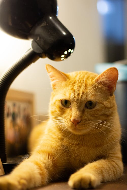 Portrait of Ginger Cat